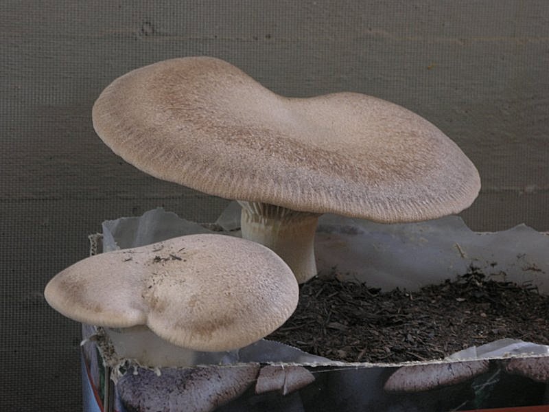 Se l''habitat naturale non risponde...........